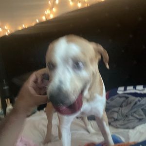 Meet your Posher, George